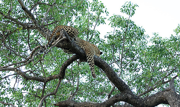 Leopard Thamba (male) at Sabi Sand