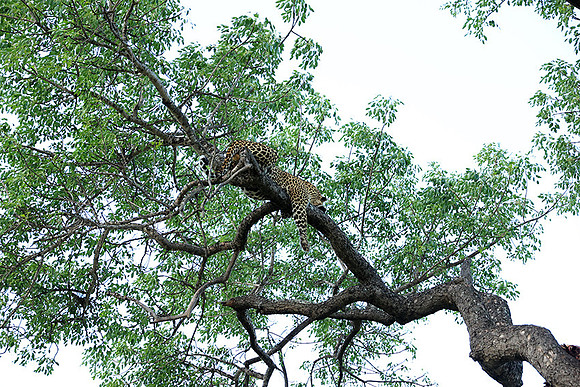 Leopard Thamba (male) at Sabi Sand