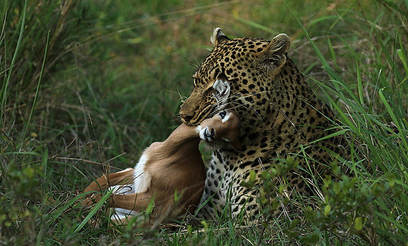 Leopard Thamba (male) at Sabi Sand