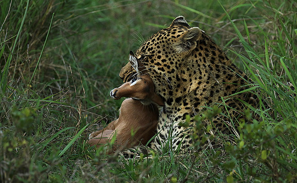 Leopard Thamba (male) at Sabi Sand