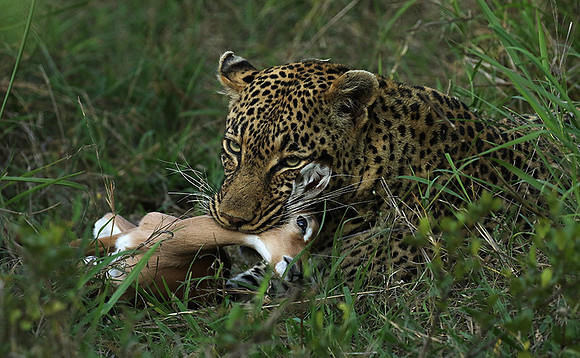 Leopard Thamba (male) at Sabi Sand