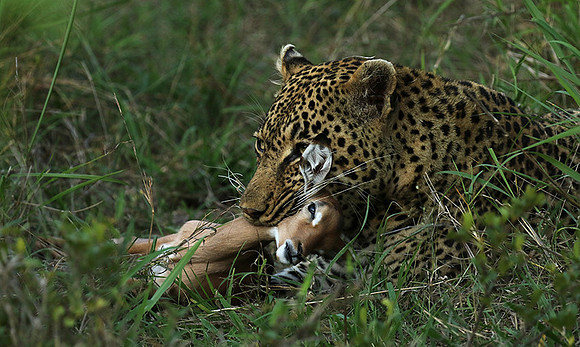 Leopard Thamba (male) at Sabi Sand