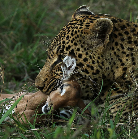 Leopard Thamba (male) at Sabi Sand