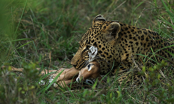 Leopard Thamba (male) at Sabi Sand