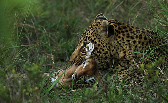 Leopard Thamba (male) at Sabi Sand