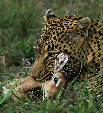 Leopard Thamba (male) at Sabi Sand