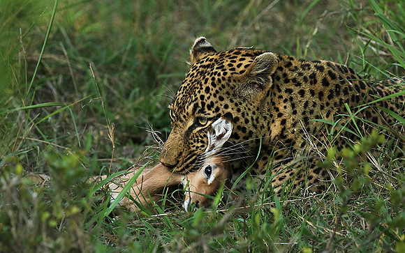Leopard Thamba (male) at Sabi Sand