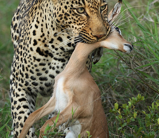 Leopard Thamba (male) at Sabi Sand