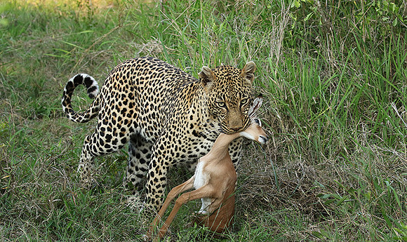 Leopard Thamba (male) at Sabi Sand