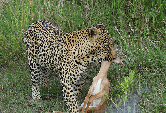 Leopard Thamba (male) at Sabi Sand