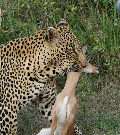 Leopard Thamba (male) at Sabi Sand
