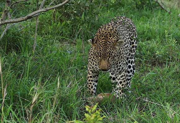 Leopard Thamba (male) at Sabi Sand