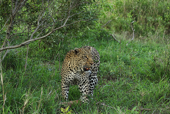 Leopard Thamba (male) at Sabi Sand