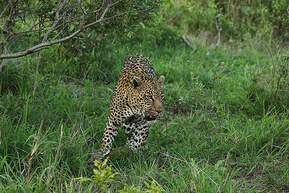 Leopard Thamba (male) at Sabi Sand