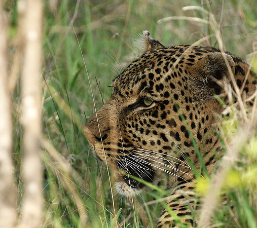 Leopard Thamba (male) at Sabi Sand