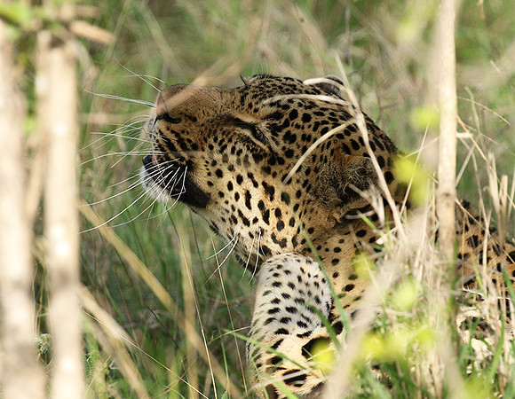 Leopard Thamba (male) at Sabi Sand
