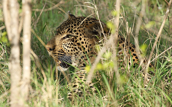 Leopard Thamba (male) at Sabi Sand