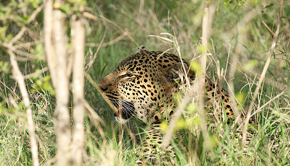 Leopard Thamba (male) at Sabi Sand