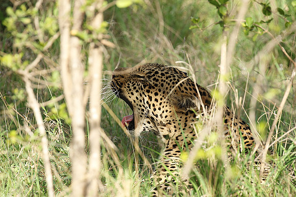 Leopard Thamba (male) at Sabi Sand