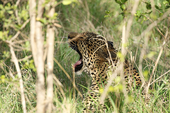 Leopard Thamba (male) at Sabi Sand