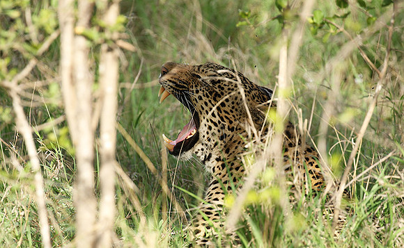 Leopard Thamba (male) at Sabi Sand