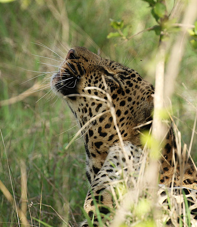 Leopard Thamba (male) at Sabi Sand