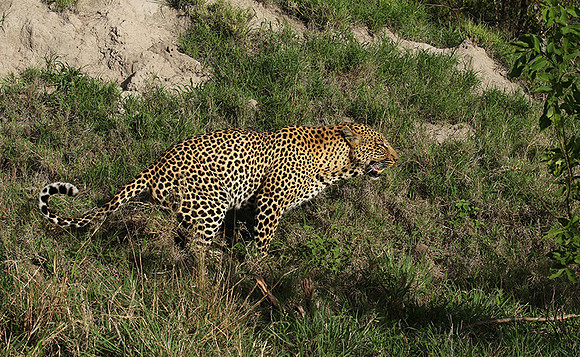 Leopard Thamba (male) at Sabi Sand