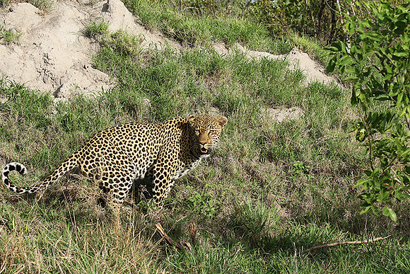 Leopard Thamba (male) at Sabi Sand