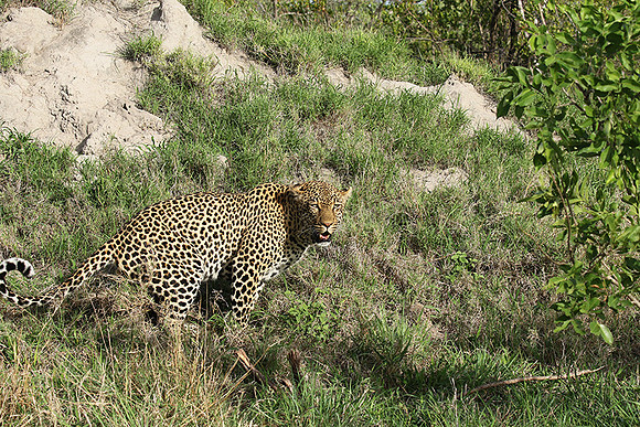 Leopard Thamba (male) at Sabi Sand
