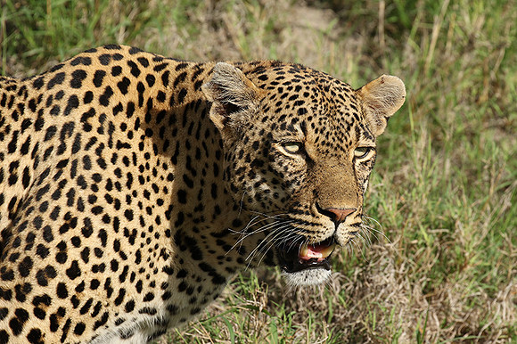 Leopard Thamba (male) at Sabi Sand