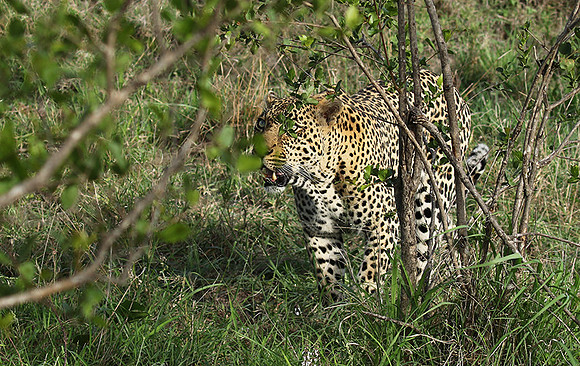 Leopard Thamba (male) at Sabi Sand