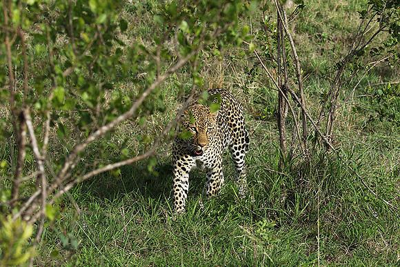 Leopard Thamba (male) at Sabi Sand
