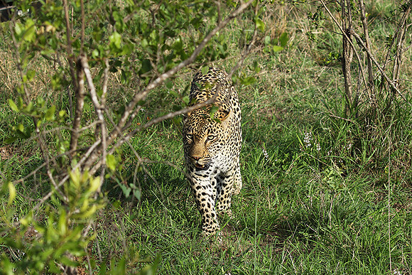 Leopard Thamba (male) at Sabi Sand