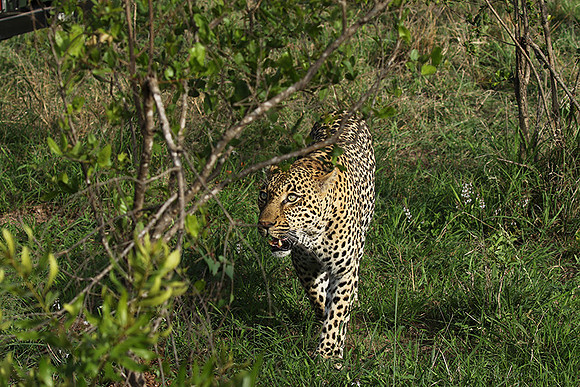 Leopard Thamba (male) at Sabi Sand