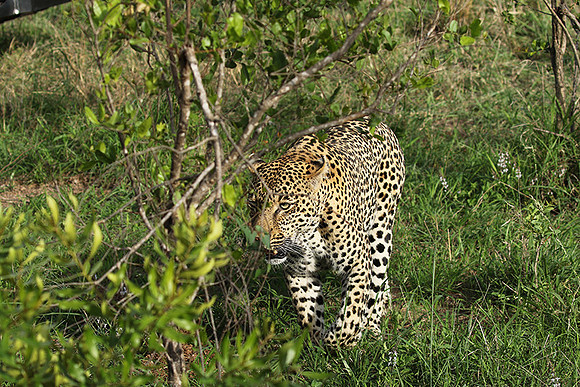 Leopard Thamba (male) at Sabi Sand
