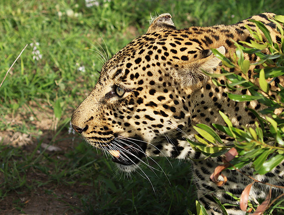 Leopard Thamba (male) at Sabi Sand