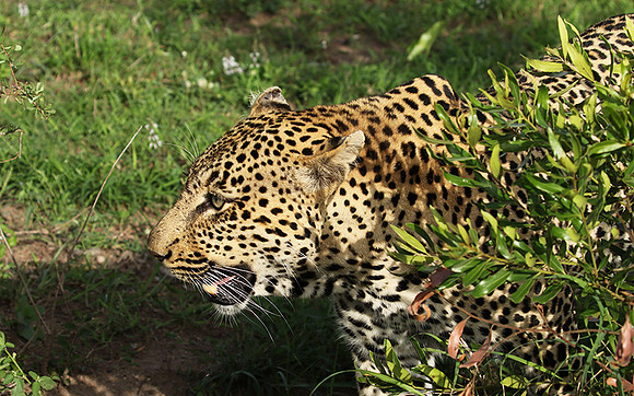 Leopard Thamba (male) at Sabi Sand