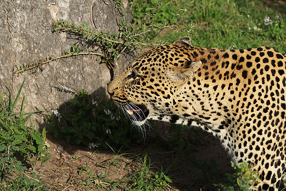 Leopard Thamba (male) at Sabi Sand