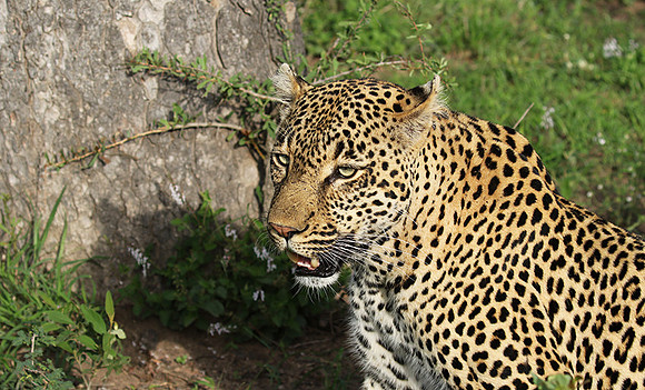 Leopard Thamba (male) at Sabi Sand