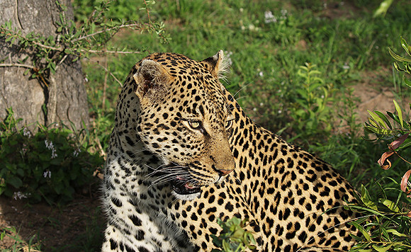 Leopard Thamba (male) at Sabi Sand
