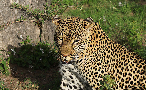 Leopard Thamba (male) at Sabi Sand
