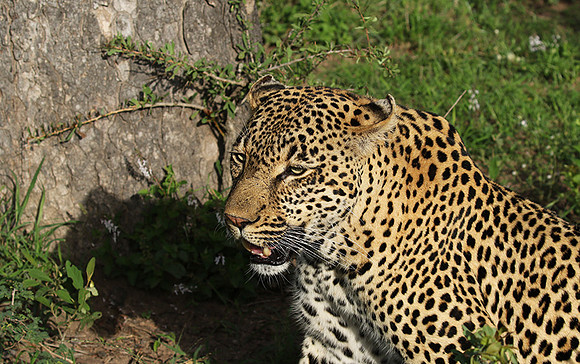 Leopard Thamba (male) at Sabi Sand