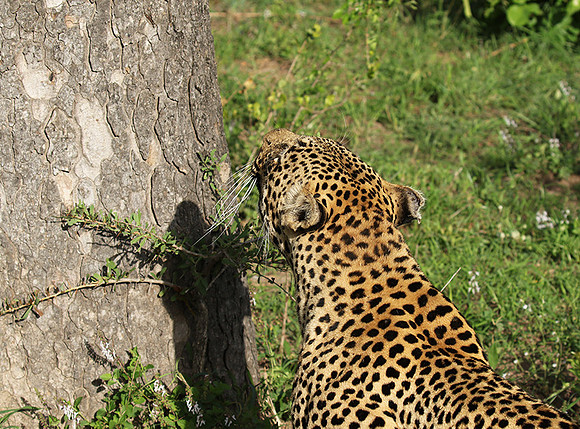 Leopard Thamba (male) at Sabi Sand