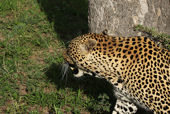 Leopard Thamba (male) at Sabi Sand