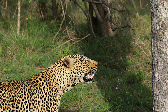 Leopard Thamba (male) at Sabi Sand