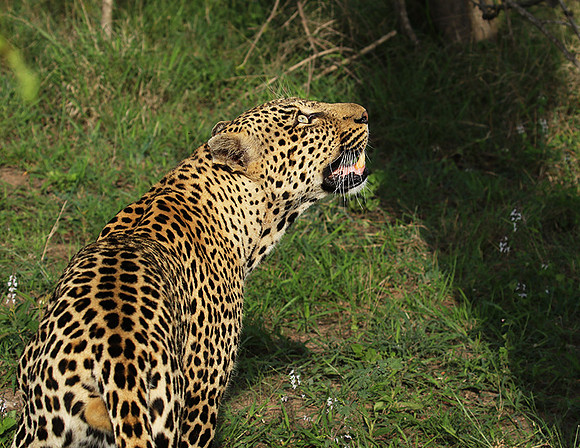 Leopard Thamba (male) at Sabi Sand