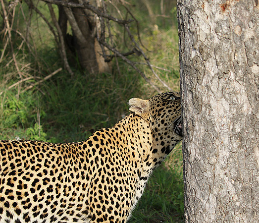 Leopard Thamba (male) at Sabi Sand