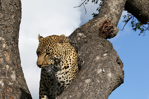 Leopard Thamba (male) at Sabi Sand