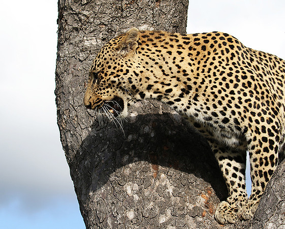 Leopard Thamba (male) at Sabi Sand
