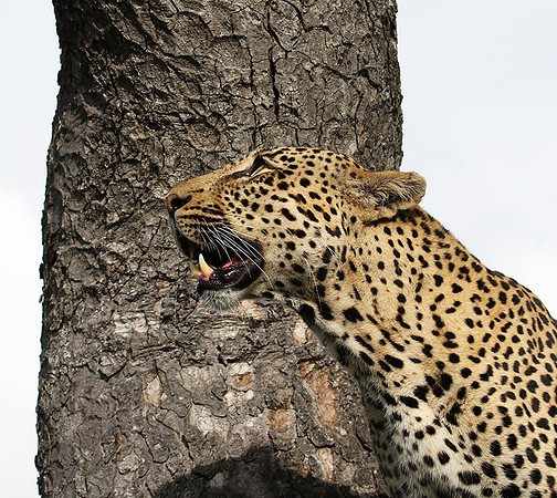 Leopard Thamba (male) at Sabi Sand